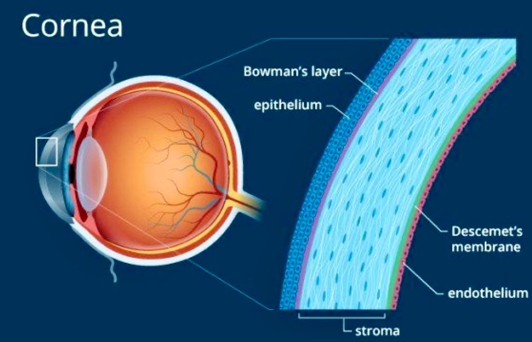 Cornea